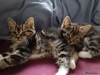 Mixed Breed cats Kittens - Advert 6