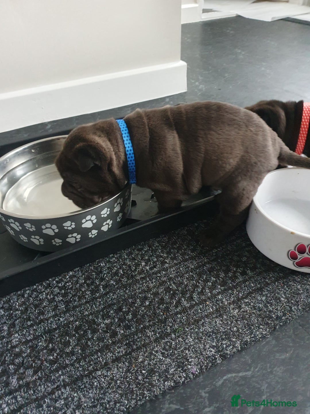 Shar Pei dogs for sale: Stunning KC Registered Shar Pei puppies - Advert 8