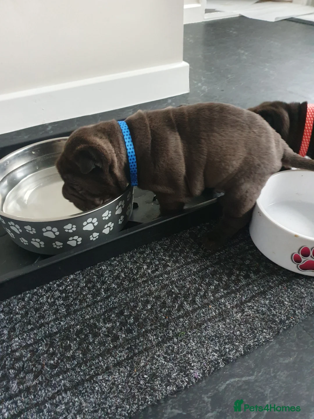 Shar Pei dogs for sale: Stunning KC Registered Shar Pei puppies - Advert 7