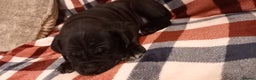 Cane Corso dogs for sale: ONE & ONLY UK LITTER DEL DYRIUM BLOOD LINES  🖤  - Advert 23