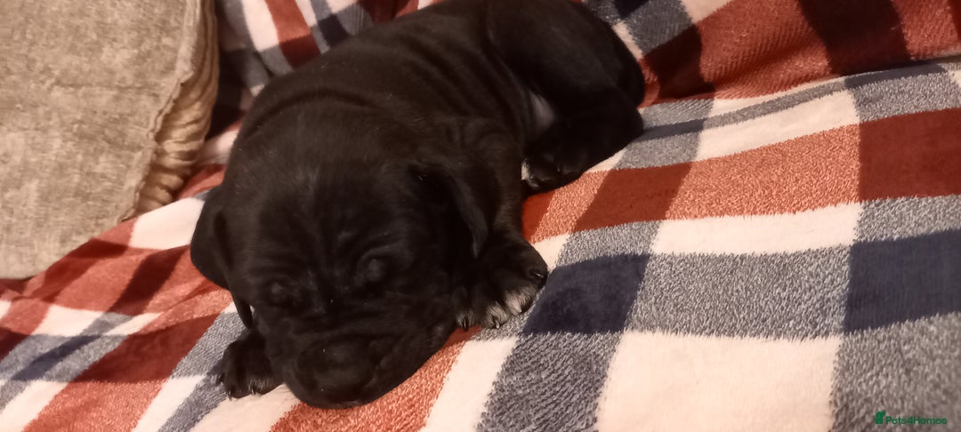 Cane Corso dogs for sale: ONE & ONLY UK LITTER DEL DYRIUM BLOOD LINES  🖤  - Advert 23