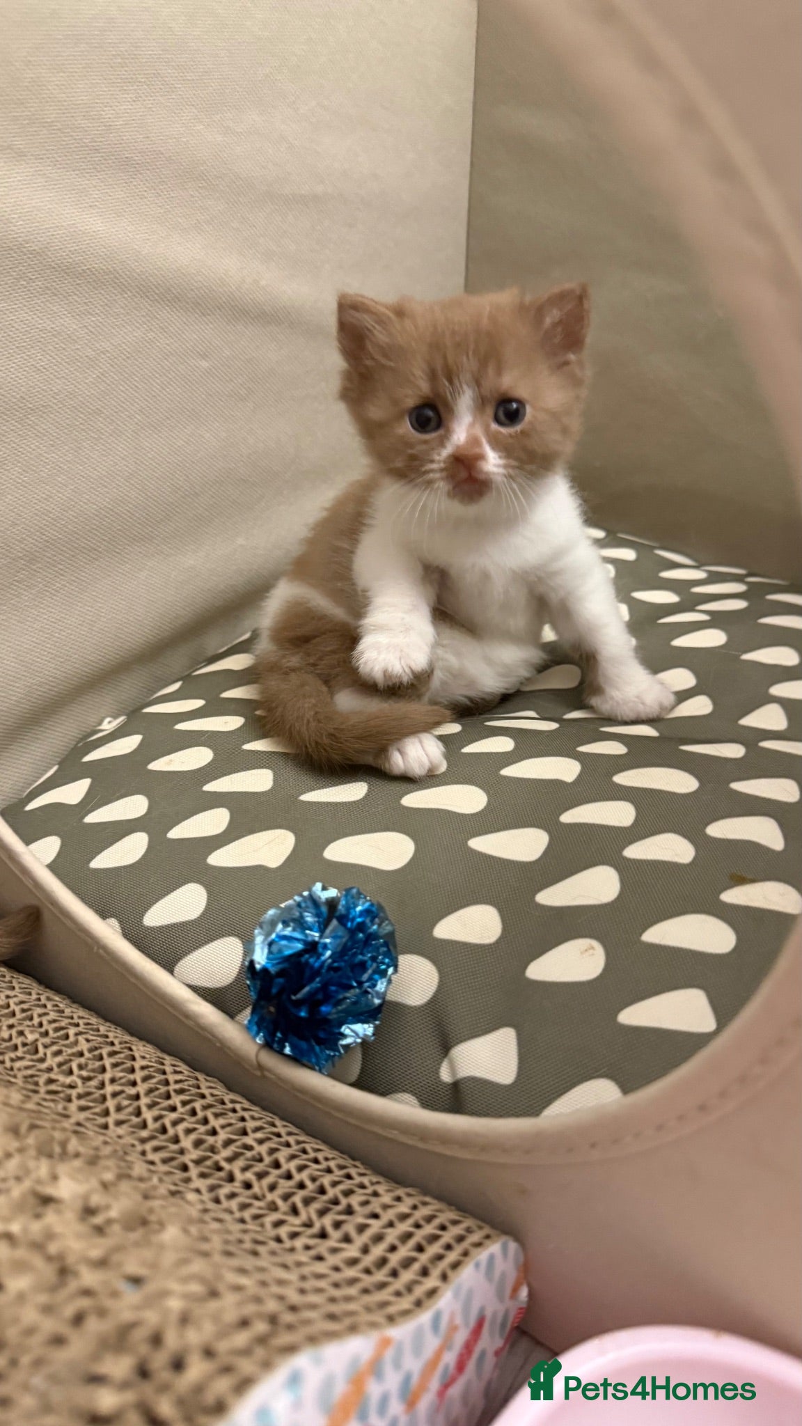 British Shorthair cats Cinnamon -white BSH  - Advert 2