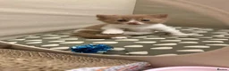 British Shorthair cats for sale: Cinnamon -white BSH  - Advert 2