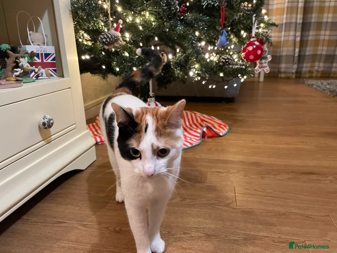 Mixed Breed cats for sale: Mixed breed female  - Advert 11