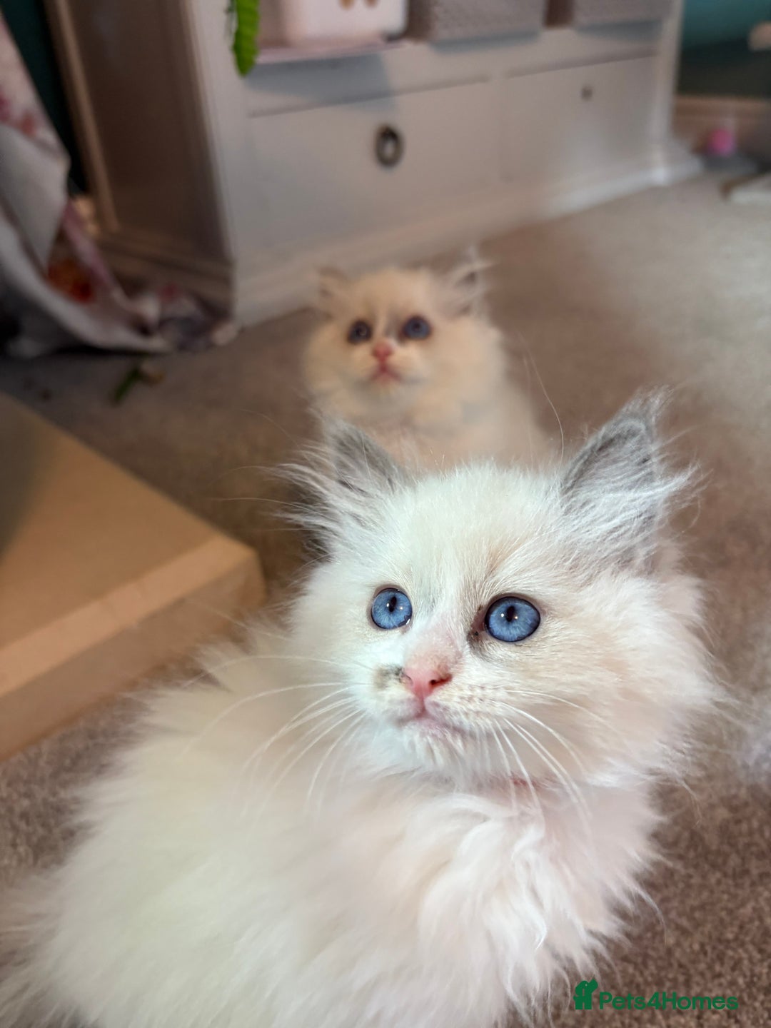 Ragdoll cats for sale: Blue GCCF pedigree Ragdoll kittens - Advert 7