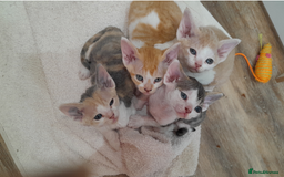 Devon Rex cats for sale: Devon rex kittens - one girl available. - Image 1