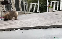 Pomeranian dogs for sale: Pomeranian puppy  - Image 4