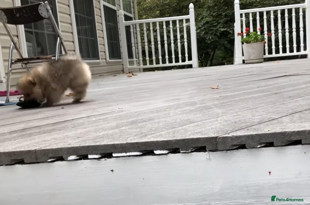 Pomeranian dogs for sale: Pomeranian puppy  - Image 4