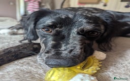 Mixed Breed dogs for sale: REHOME BORDERLUKI/TOBY  - Image 4