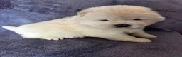 Chow Chow dogs for sale: Gorgeous chow chow puppies  - Advert 9
