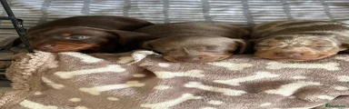 Miniature Dachshund 4