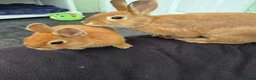 Netherland Dwarf rabbits for sale: Netherland Dwarf rabbits ready for their new homes - Advert 5