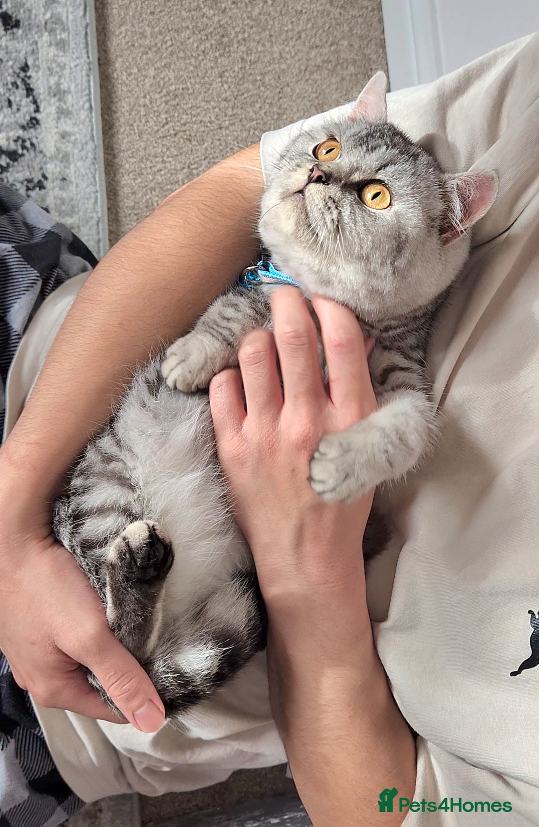 British Shorthair cats for sale: 🏆 Pedigree Silver British Shorthair Kittens 🏆 - Advert 11