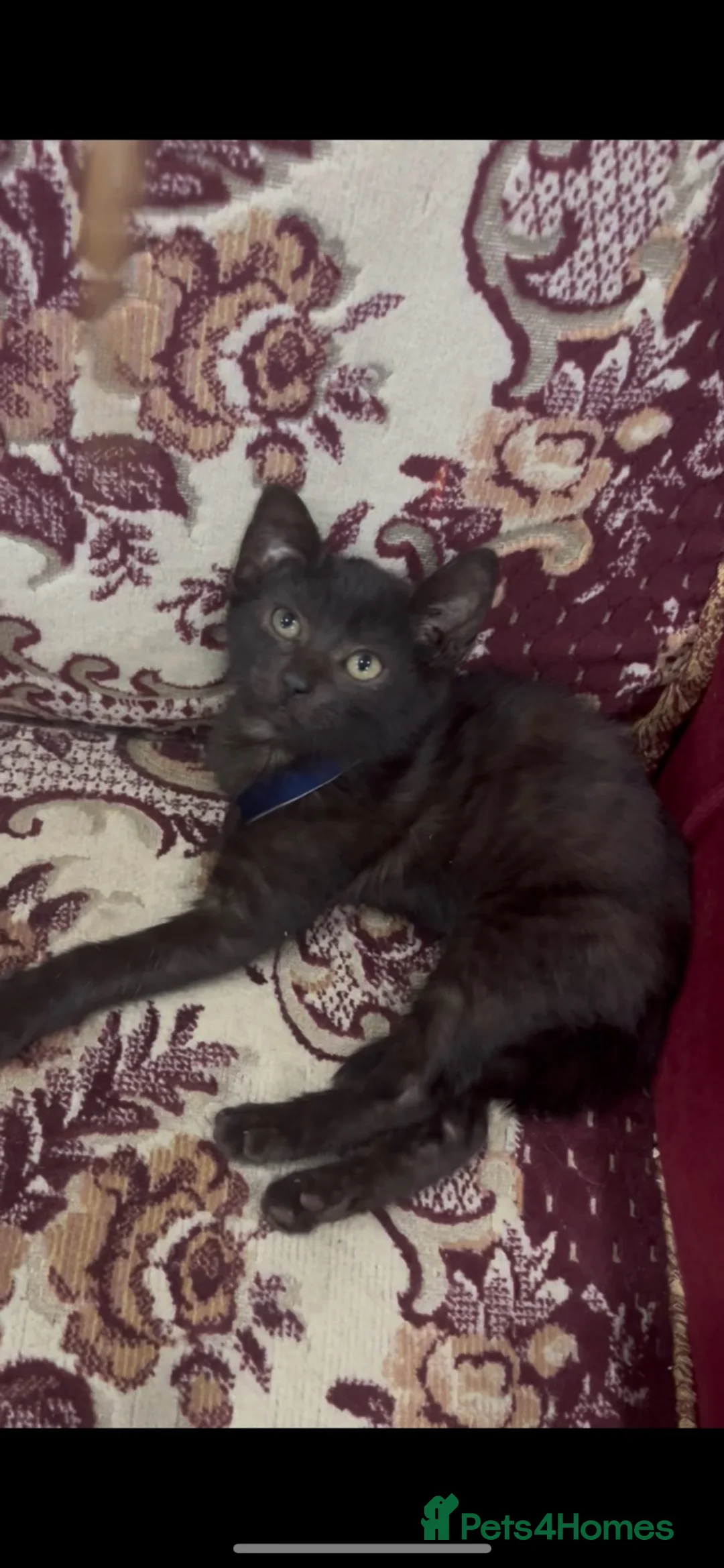 Mixed Breed cats for sale: Playful kitten ready for her forever home - Advert 2