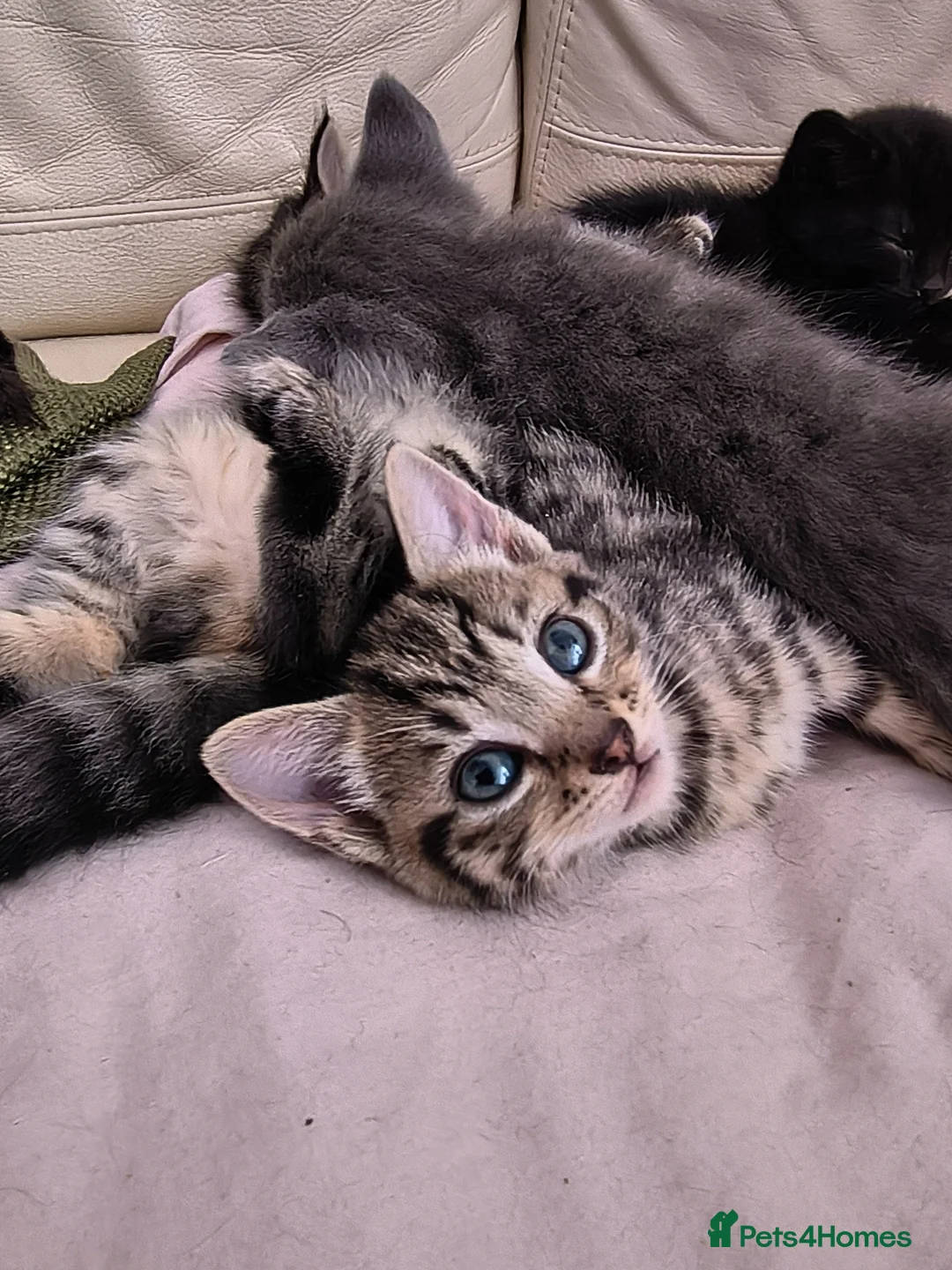 Mixed Breed cats for sale: Maine coon/Bengal/russian white cross kittens!! - Advert 2