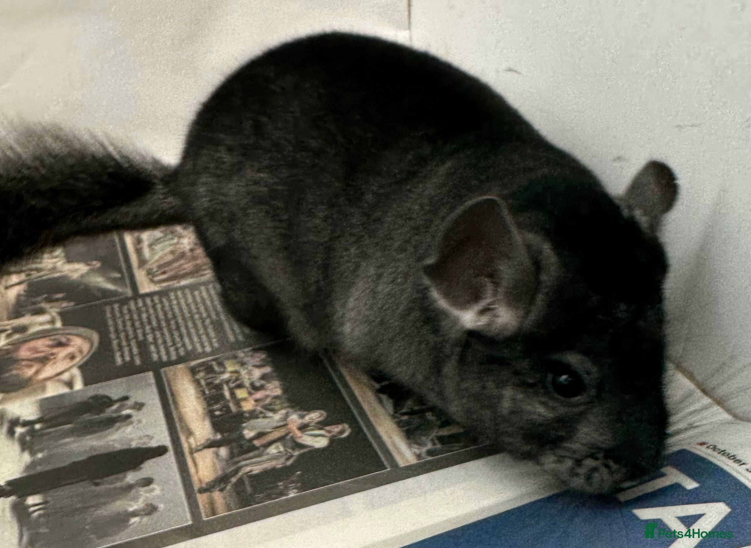 Chinchilla rodents Mikey, beautiful medium ebony boy - Advert 9