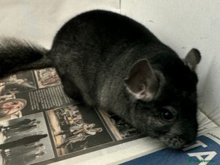 Chinchilla rodents Mikey, beautiful medium ebony boy - Advert 15