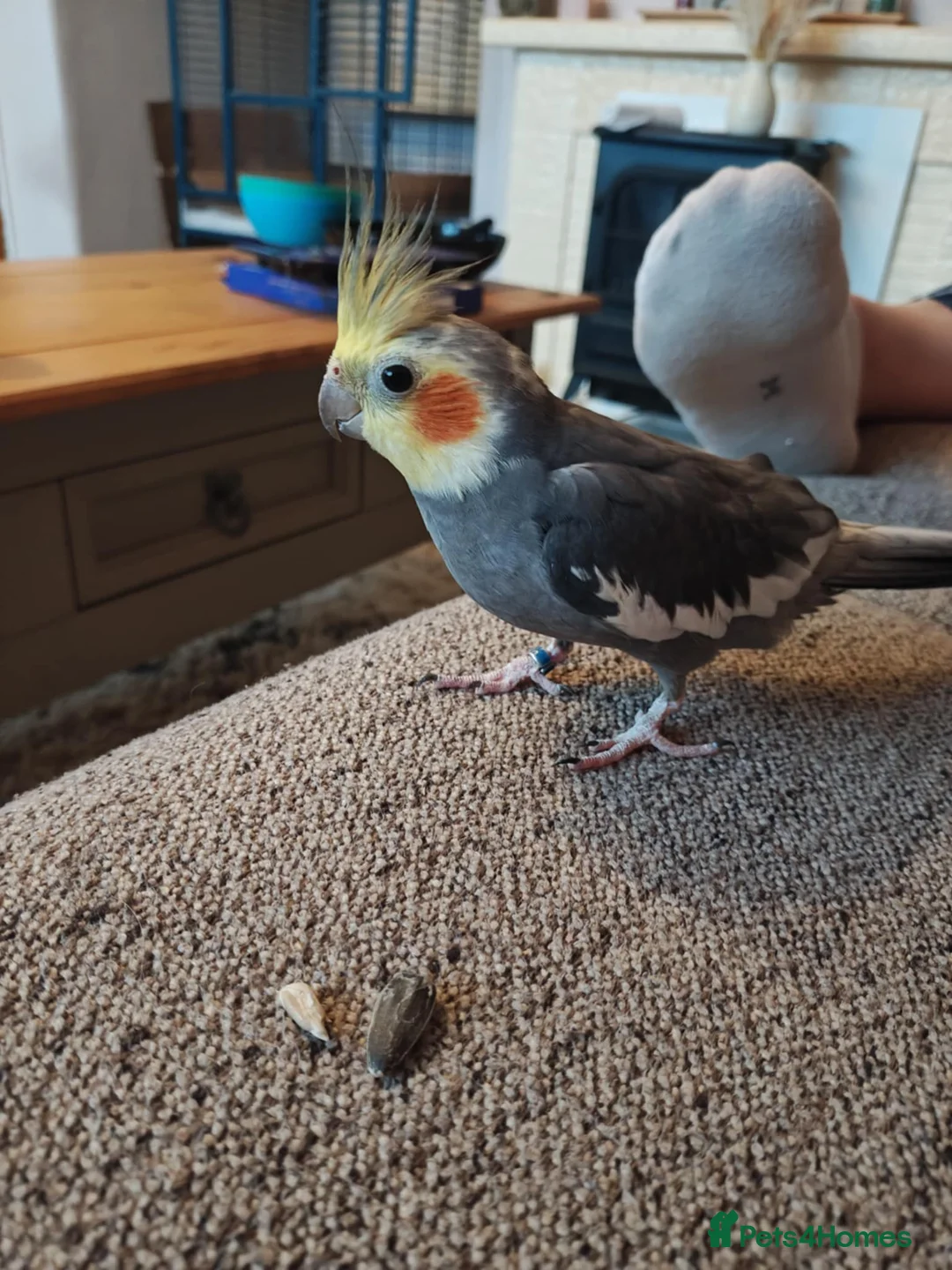 Cockatiels birds for sale: Lovely male cockatiel parrot - Advert 2