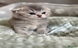 Scottish Fold cats for sale: Scottish  fold 💙🩷 - Image 6