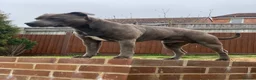 Staffordshire Bull Terrier dogs for stud: Bluey’s Dream Stud dog.  - Advert 11