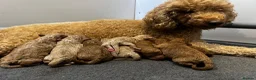 Double Doodle dogs for sale: Rare Australian Double Doodle Puppies - Advert 38