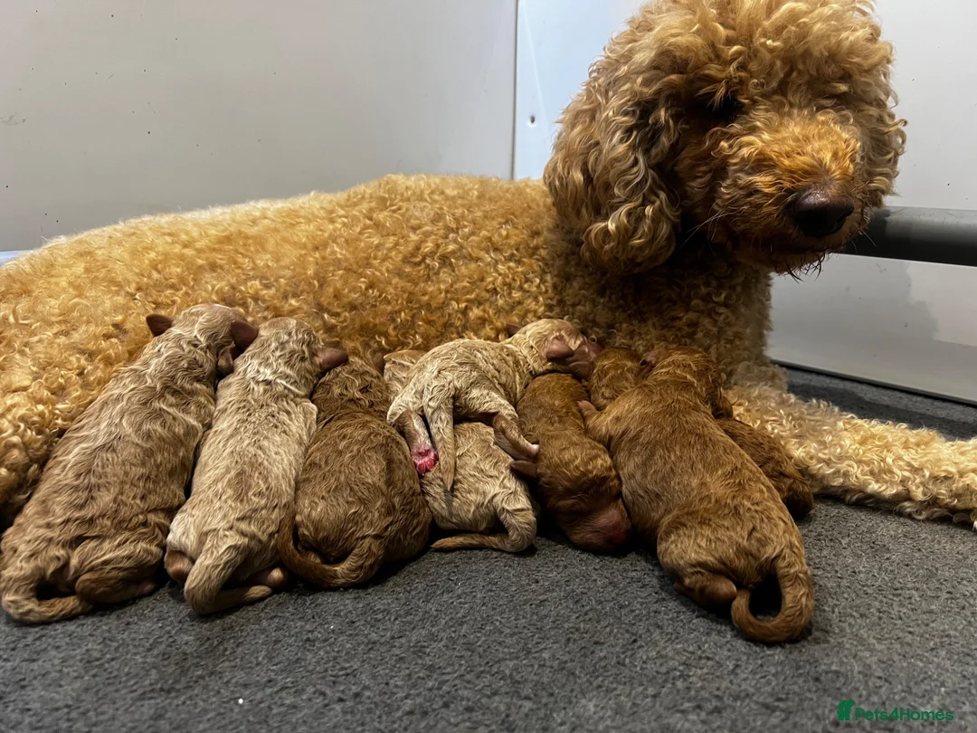 Double Doodle dogs for sale: Rare Australian Double Doodle Puppies - Advert 38