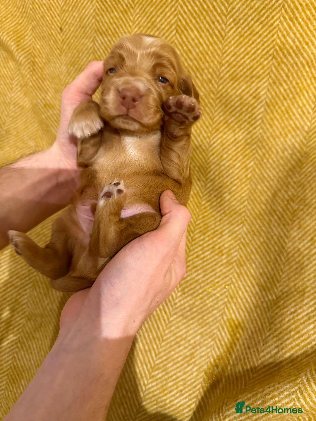 Cocker Spaniel dogs for sale: Stunning Show Cocker Spaniel litter  - Advert 5