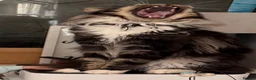 Maine Coon cats for sale: XL Maincoon kittens  - Advert 13