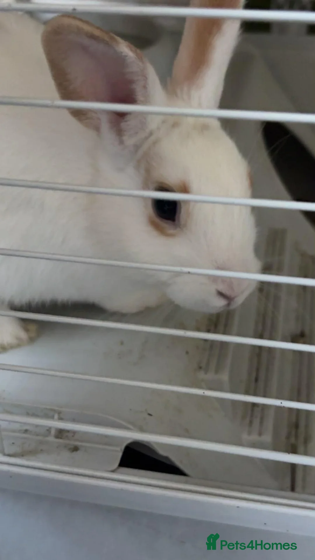 Dutch rabbits for sale: 3-4 months old with or without cage: Jane-Doe - Advert 2