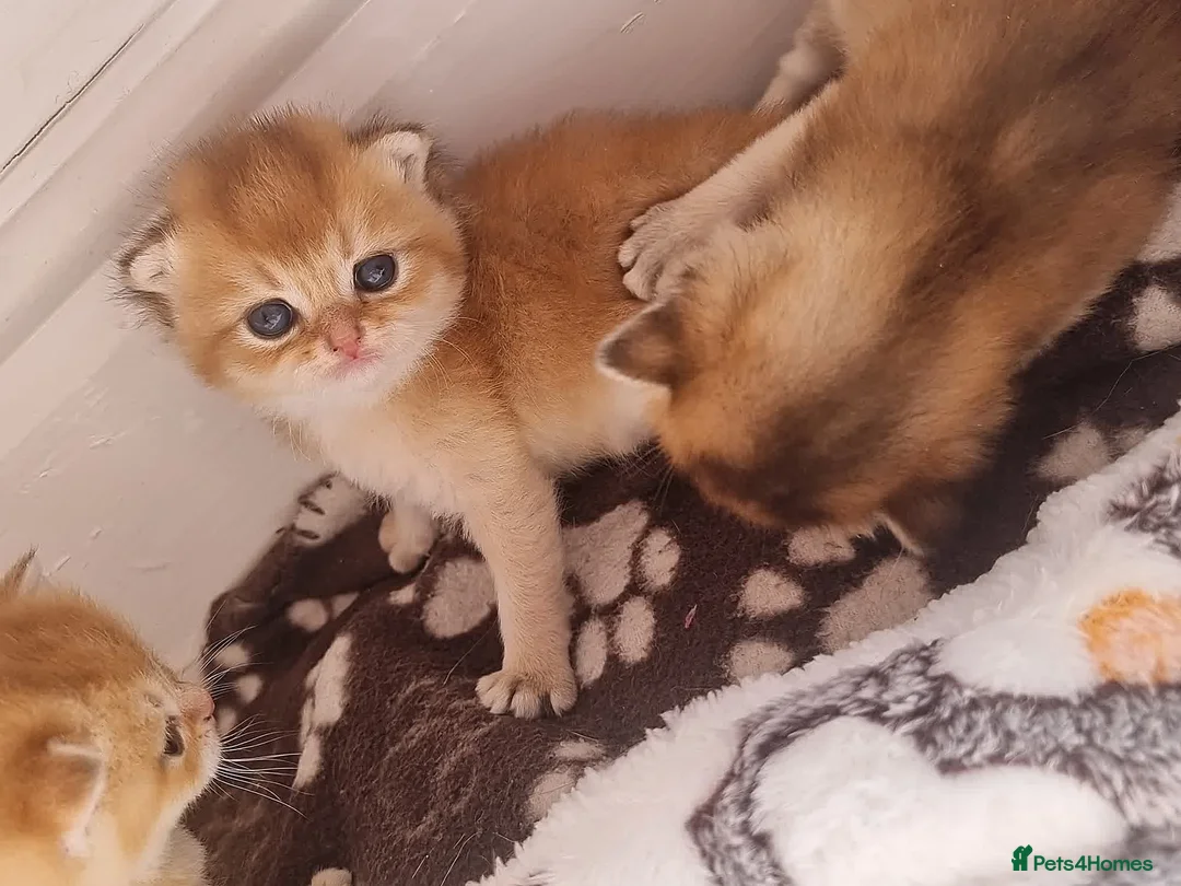 British Shorthair cats for sale: Pedigree Golden British Shorthair kittens - Advert 2