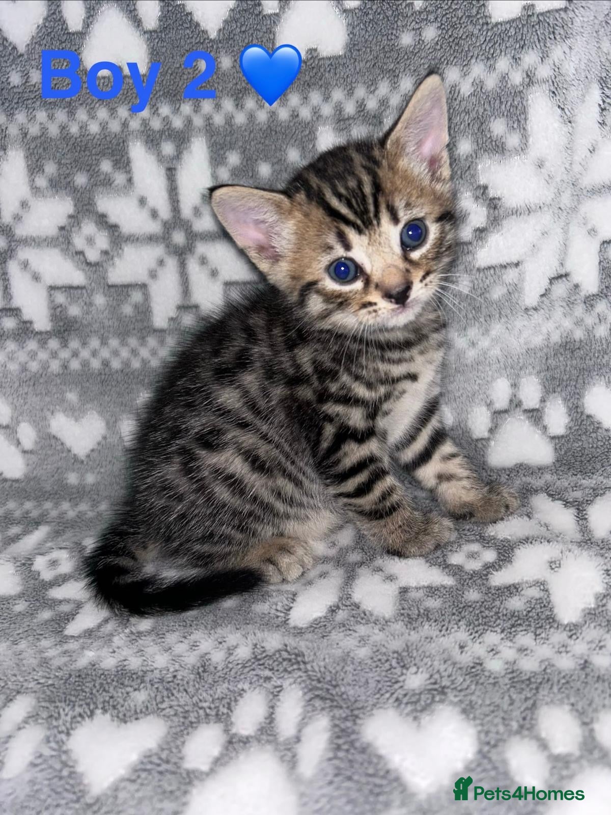 Mixed Breed cats 3 left now‼️£350 F4 Savannah#Bsh kittens 🦁 🌈 - Advert 6
