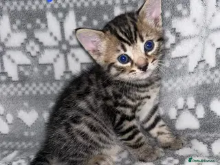 Mixed Breed cats 3 left now‼️£350 F4 Savannah#Bsh kittens 🦁 🌈 - Advert 6