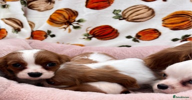 Cavalier King Charles Spaniel dogs - Advert 4