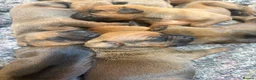 Rhodesian Ridgeback dogs for sale: KC Registered Rhodesian Ridgebacks - Advert 8