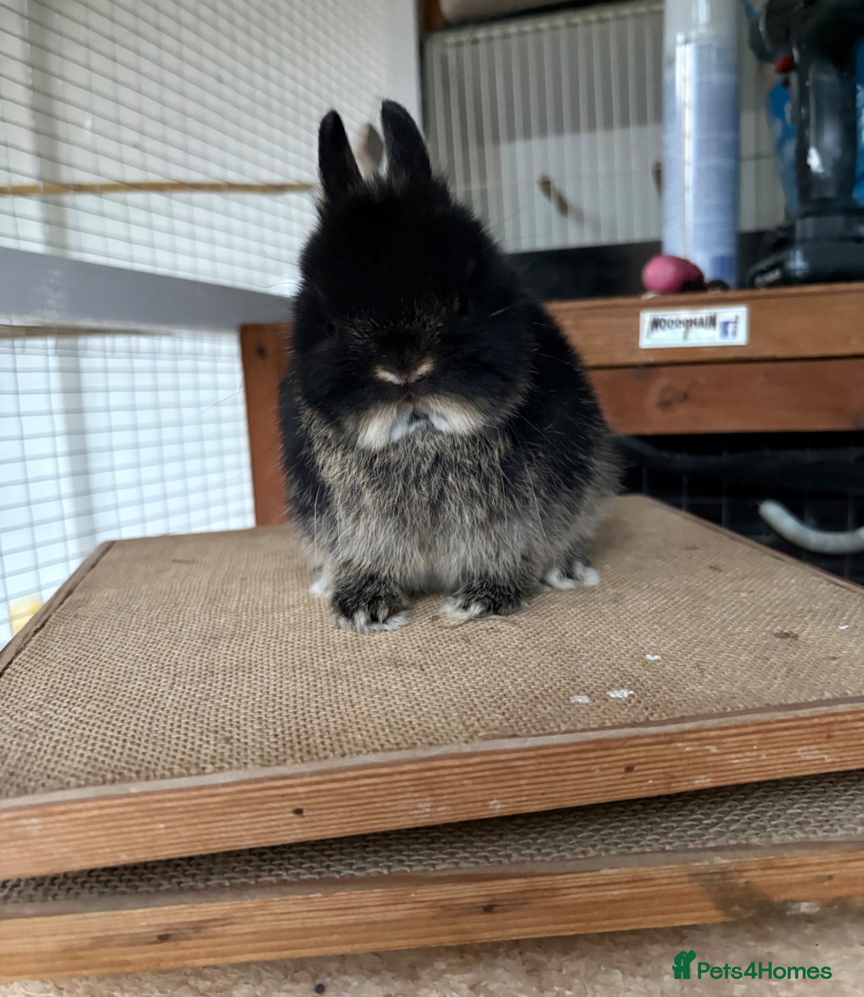Netherland Dwarf rabbits Netherland dwarf doe for sale  - Advert 3