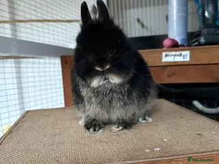 Netherland Dwarf rabbits Netherland dwarf doe for sale - Advert 3