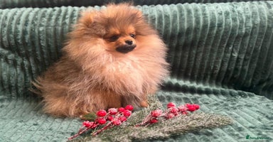 Pomeranian dogs Kc teddy bear pom babies  - Advert 9