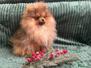 Pomeranian dogs Kc teddy bear pom babies - Advert 14