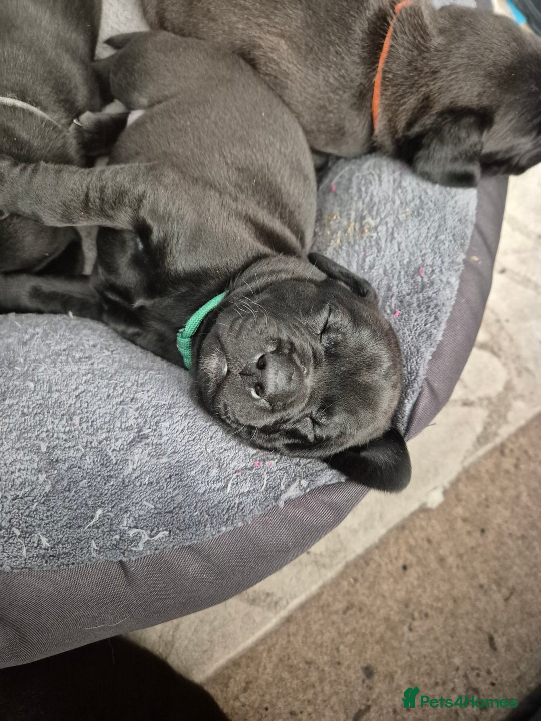Mixed Breed dogs for sale: Frenchie x Lab Puppies - Image 2