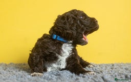 Lagotto Romagnolo dogs for sale: Lagotto Romagnolo Puppies - Pedigree KC Litter - Image 15