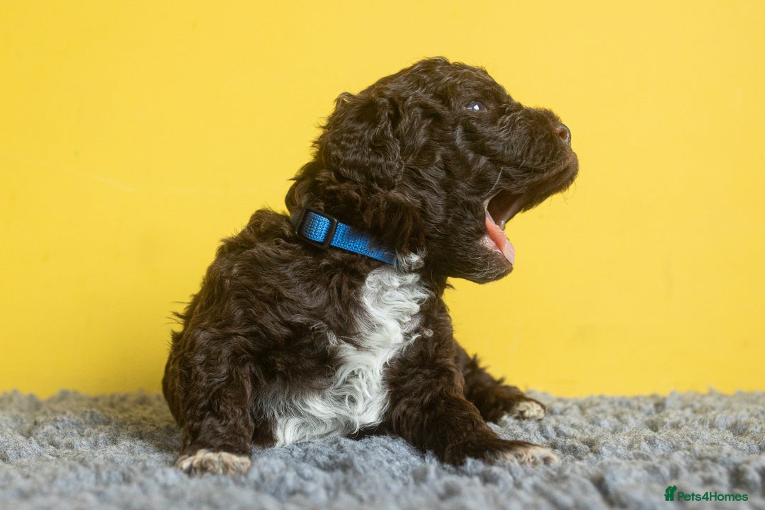 Lagotto Romagnolo dogs for sale: Lagotto Romagnolo Puppies - Pedigree KC Litter - Image 15