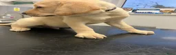 Labrador Retriever dogs for sale: Gorgeous Labrador puppies for sale - Advert 24