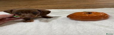 Miniature Dachshund 4
