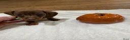 Miniature Dachshund dogs for sale: 6 beautiful miniature dachshunds for sale  - Advert 6