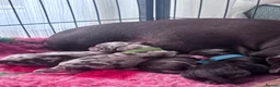 Miniature Dachshund dogs for sale: Stunning Miniature Dachshund Boys - Advert 2