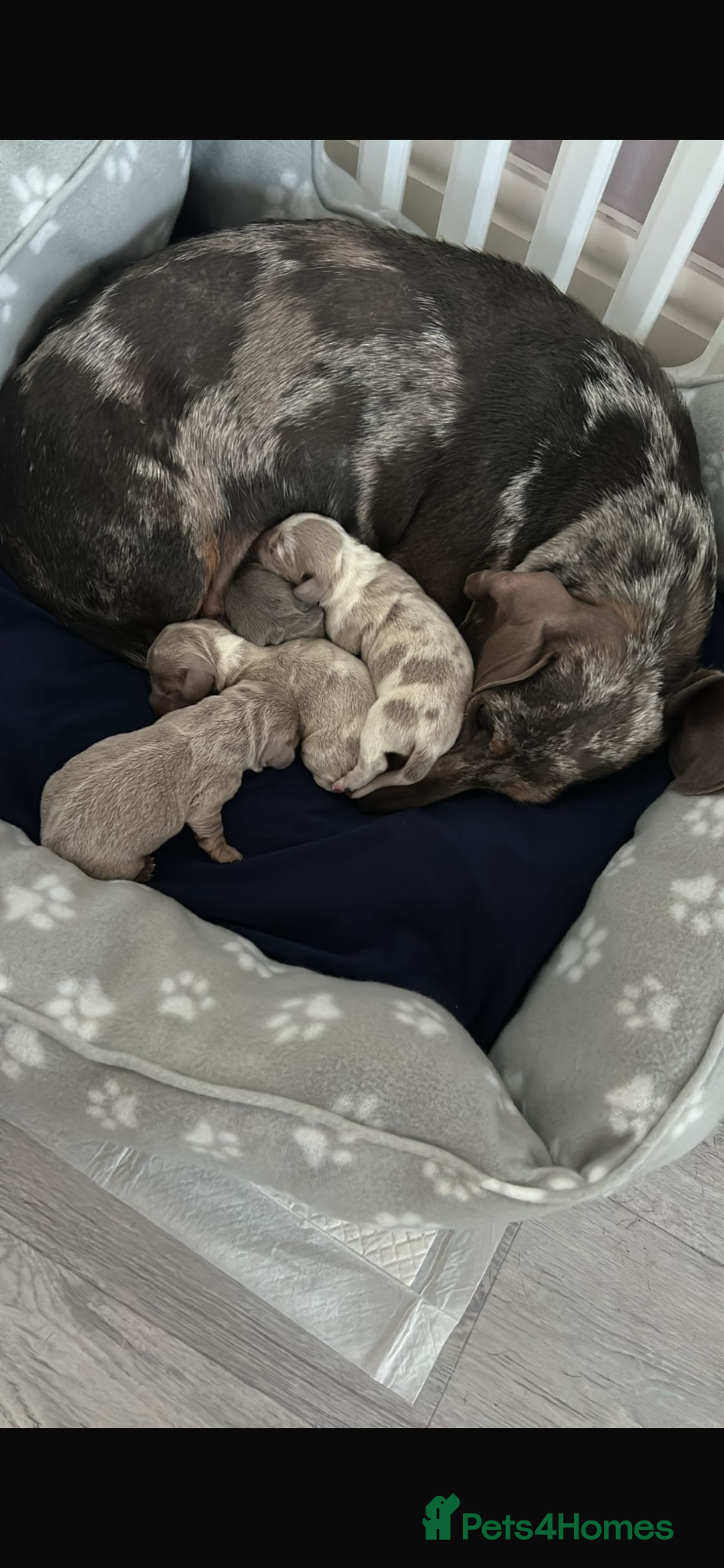 Dachshund dogs Miniature dachshund puppies for sale  - Advert 1