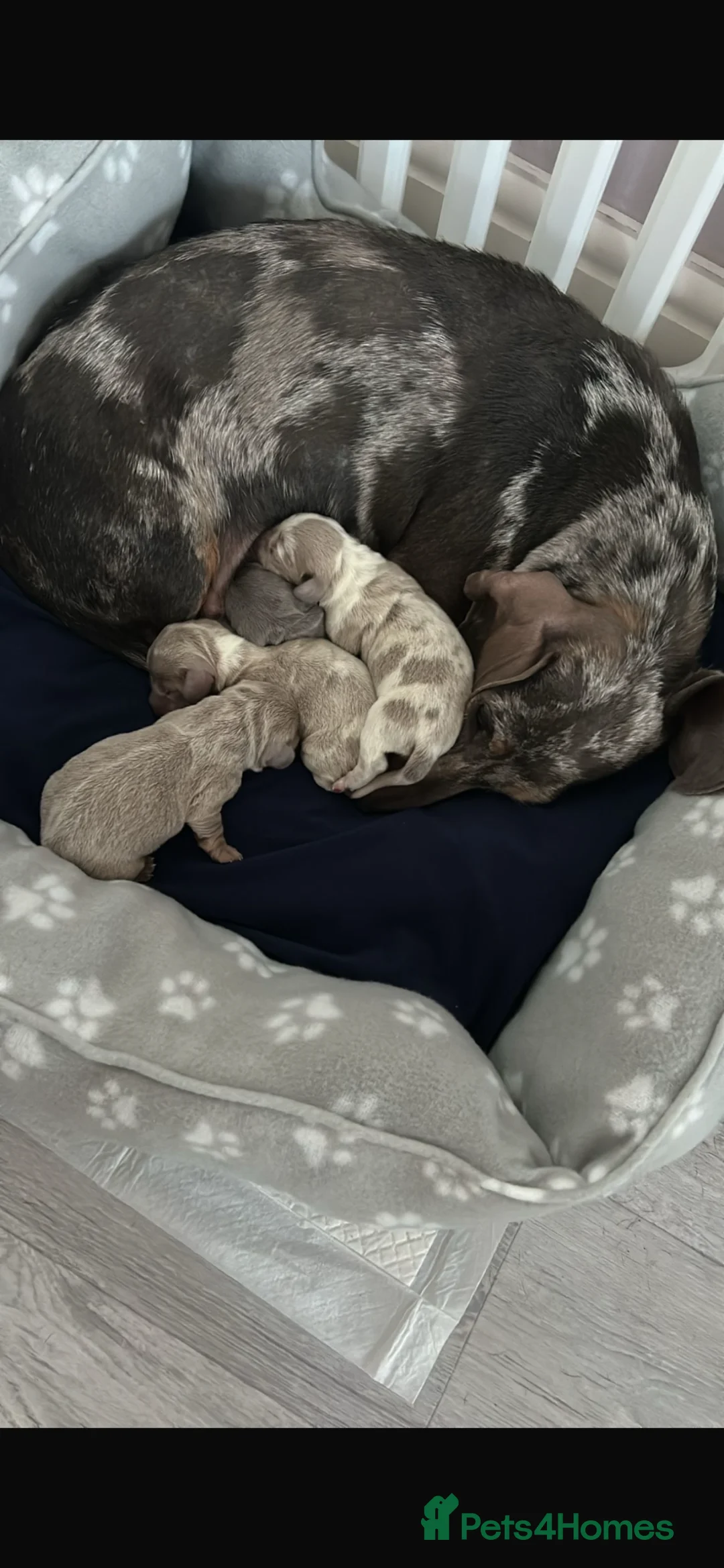 Dachshund dogs for sale: Miniature dachshund puppies for sale  in Cardiff - Advert 1