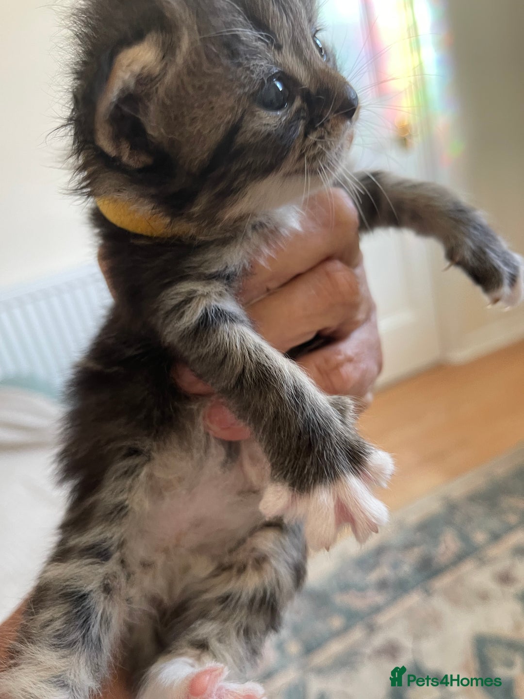 British Shorthair cats for sale: Gorgeous kittens - Image 5