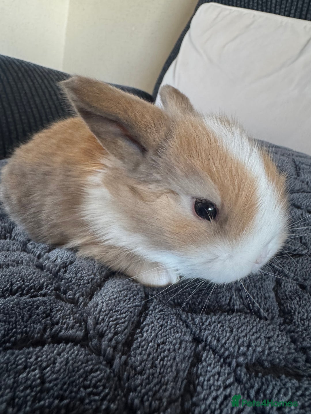 Mini Lop rabbits for sale: Beautiful mini lop rabbits  - Image 2