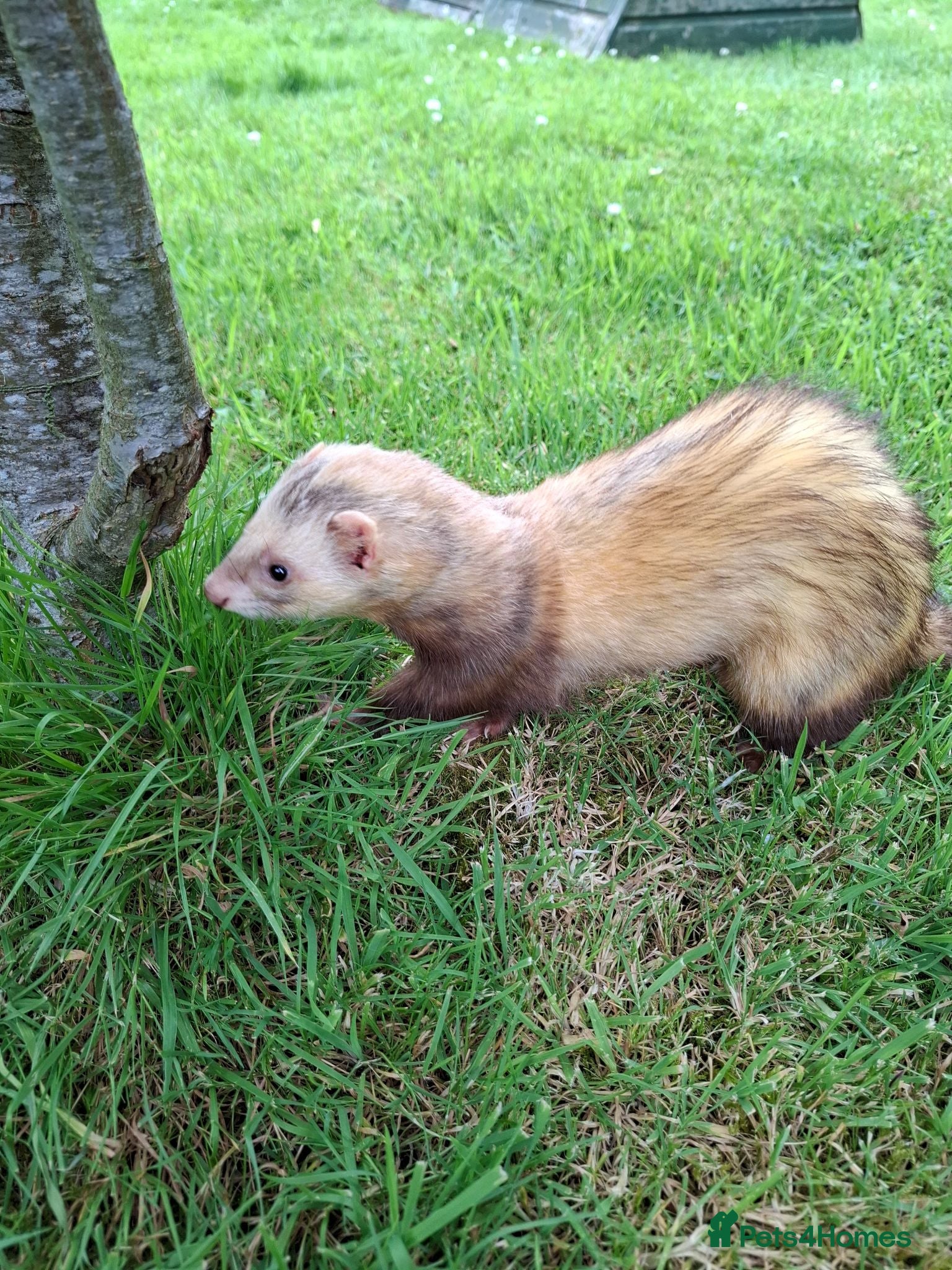 Ferret rodents Ferret kits - Advert 2
